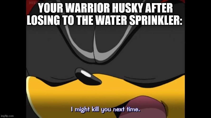 Shadow the hedgehog might kill you next time | YOUR WARRIOR HUSKY AFTER LOSING TO THE WATER SPRINKLER: | image tagged in shadow the hedgehog might kill you next time | made w/ Imgflip meme maker