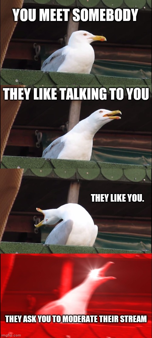 Thanks guys | YOU MEET SOMEBODY; THEY LIKE TALKING TO YOU; THEY LIKE YOU. THEY ASK YOU TO MODERATE THEIR STREAM | image tagged in memes,inhaling seagull | made w/ Imgflip meme maker