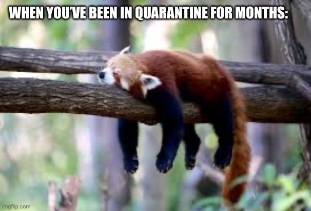 WHEN YOU’VE BEEN IN QUARANTINE FOR MONTHS: | image tagged in quarantine,bored | made w/ Imgflip meme maker