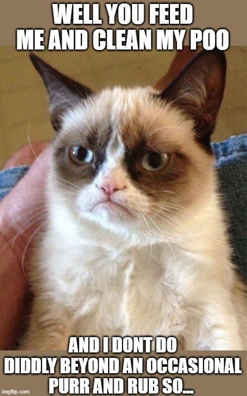 Grumpy Cat Meme | WELL YOU FEED ME AND CLEAN MY POO AND I DONT DO DIDDLY BEYOND AN OCCASIONAL PURR AND RUB SO... | image tagged in memes,grumpy cat | made w/ Imgflip meme maker
