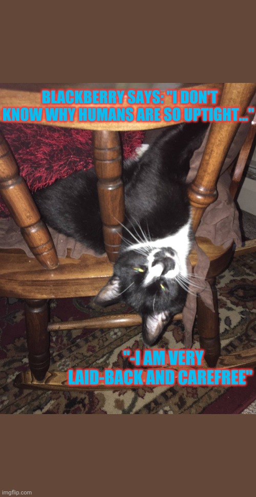 Words of wisdom from BlackBerry | BLACKBERRY SAYS: "I DON'T KNOW WHY HUMANS ARE SO UPTIGHT..."; "-I AM VERY LAID-BACK AND CAREFREE" | image tagged in cool cat | made w/ Imgflip meme maker