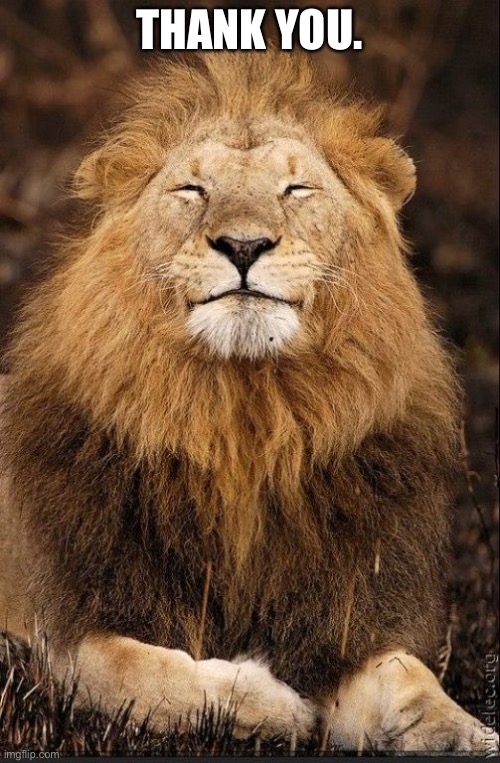 Lion Smiling | THANK YOU. | image tagged in lion smiling | made w/ Imgflip meme maker