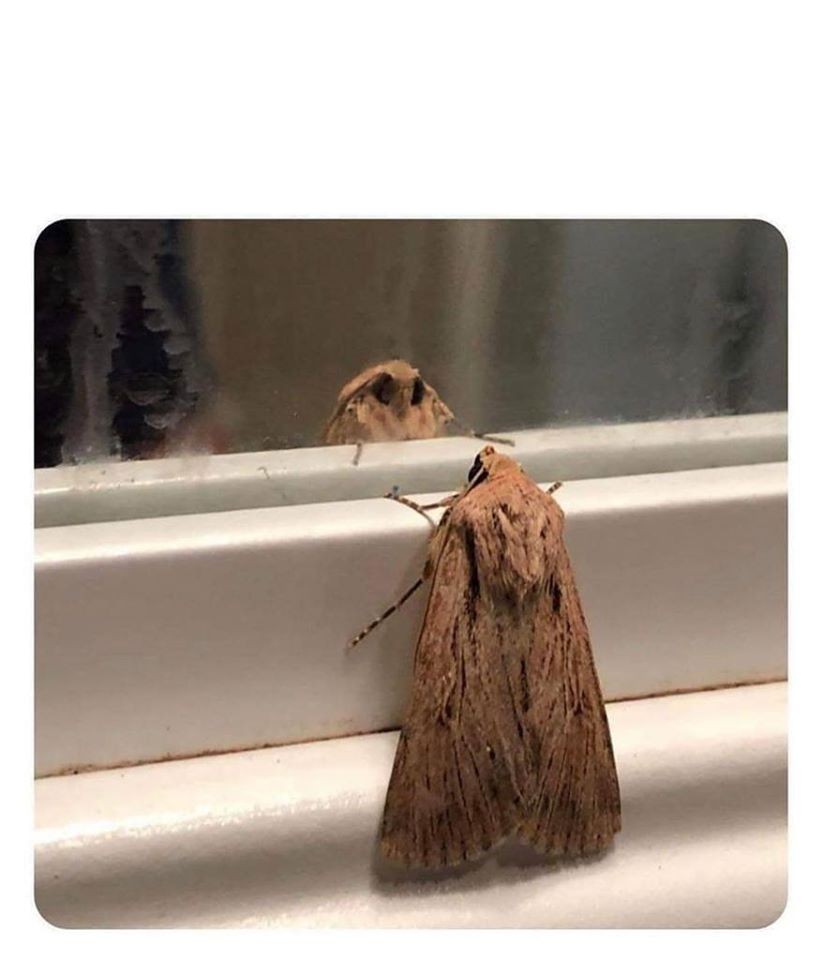 High Quality Reflection Moth Blank Meme Template