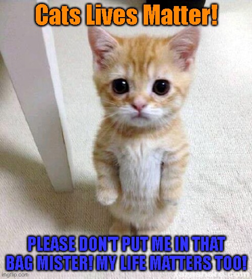 Cute Cat Meme | Cats Lives Matter! PLEASE DON'T PUT ME IN THAT BAG MISTER! MY LIFE MATTERS TOO! | image tagged in memes,cute cat | made w/ Imgflip meme maker