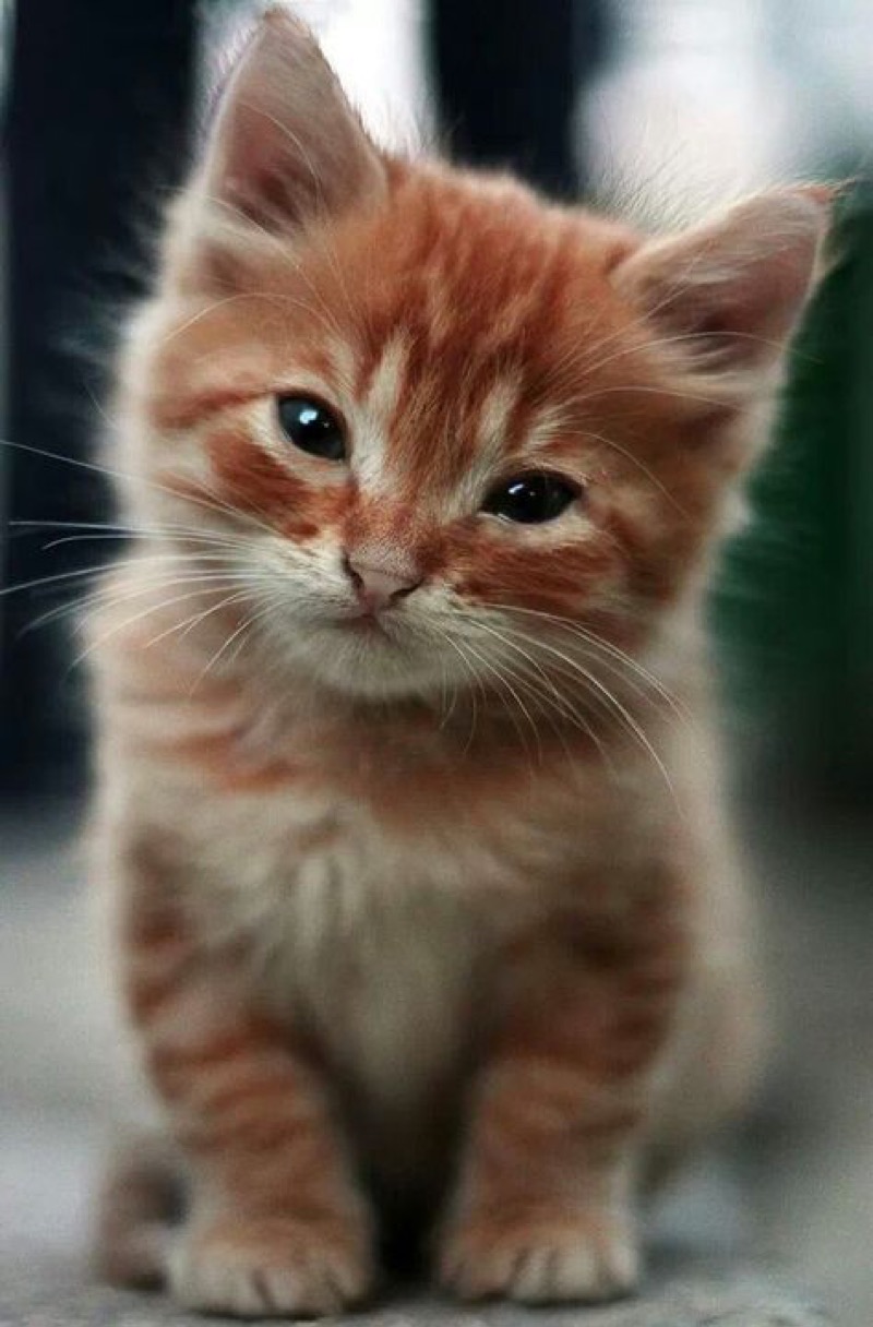Ginger Kitty Blank Meme Template