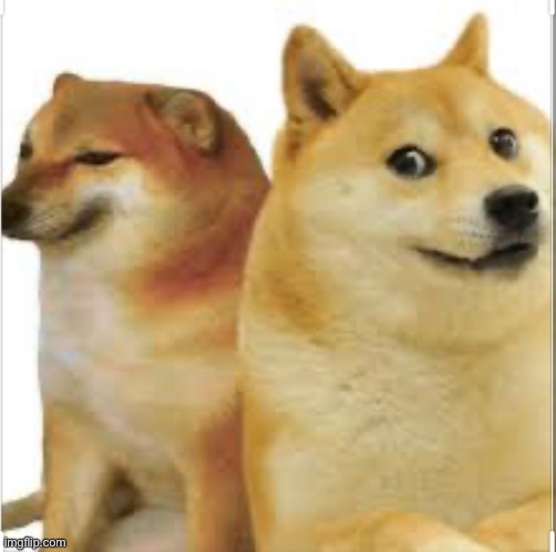 image tagged in doge | made w/ Imgflip meme maker