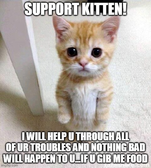 support kitty | SUPPORT KITTEN! I WILL HELP U THROUGH ALL OF UR TROUBLES AND NOTHING BAD WILL HAPPEN TO U...IF U GIB ME FOOD | image tagged in memes,cute cat | made w/ Imgflip meme maker