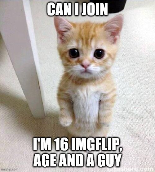 Cute Cat | CAN I JOIN; I'M 16 IMGFLIP, AGE AND A GUY | image tagged in memes,cute cat | made w/ Imgflip meme maker