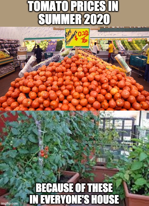 Tomato prices in summer 2020 be like | TOMATO PRICES IN 
SUMMER 2020; BECAUSE OF THESE IN EVERYONE'S HOUSE | image tagged in tomatoes,gardening,garden,houseplants,vegetables | made w/ Imgflip meme maker