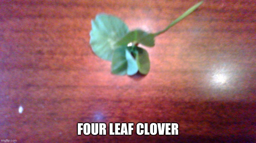 FOUR LEAF CLOVER | made w/ Imgflip meme maker