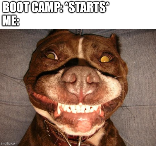 What do we do at virtual boot camp. | BOOT CAMP: *STARTS*
ME: | image tagged in pitbullsmile | made w/ Imgflip meme maker