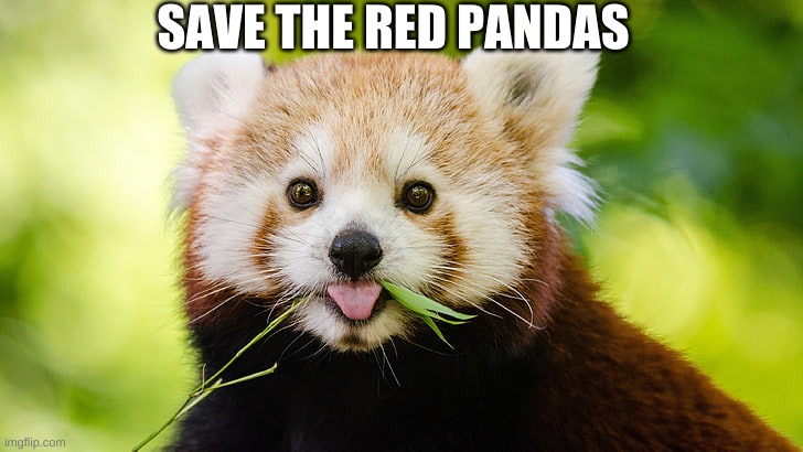 Save The Pandas | SAVE THE RED PANDAS | image tagged in pandas,panda,red panda,red,cute,endangerd | made w/ Imgflip meme maker