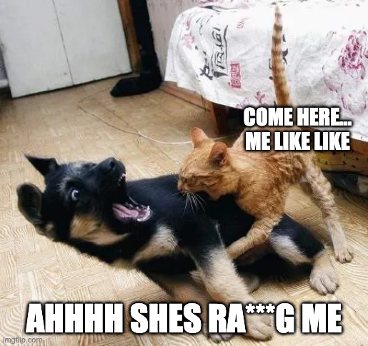 Dog Harassed by Cat | COME HERE... ME LIKE LIKE; AHHHH SHES RA***G ME | image tagged in dog,dog vs cat,cat,evil cat | made w/ Imgflip meme maker