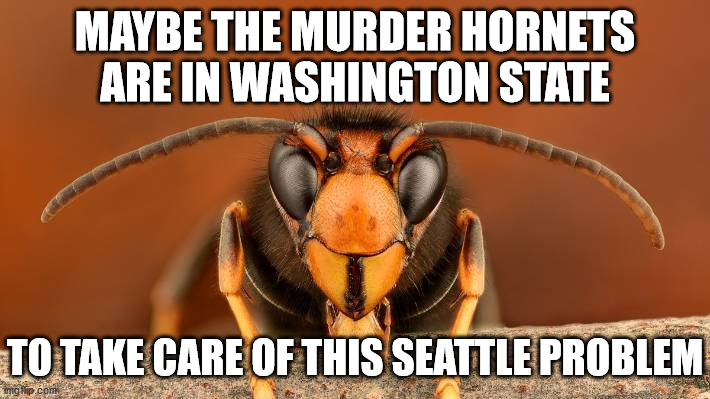 Don't want to wish death on anyone, but perhaps a little sting or two couldn't hurt (us) | MAYBE THE MURDER HORNETS ARE IN WASHINGTON STATE; TO TAKE CARE OF THIS SEATTLE PROBLEM | image tagged in murder hornet,seattle,black lives matter,protest,insurrection | made w/ Imgflip meme maker
