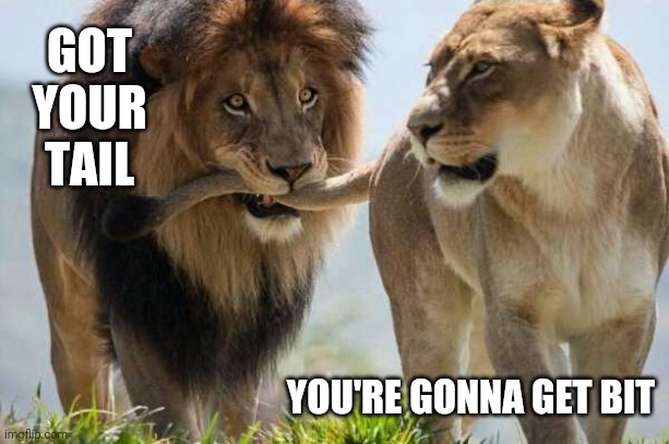 SHE'S GONNA BE MAD | GOT YOUR TAIL; YOU'RE GONNA GET BIT | image tagged in cats,funny cats,lions | made w/ Imgflip meme maker
