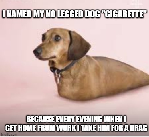 Special Pooch | I NAMED MY NO LEGGED DOG "CIGARETTE"; BECAUSE EVERY EVENING WHEN I GET HOME FROM WORK I TAKE HIM FOR A DRAG | image tagged in dark humor | made w/ Imgflip meme maker