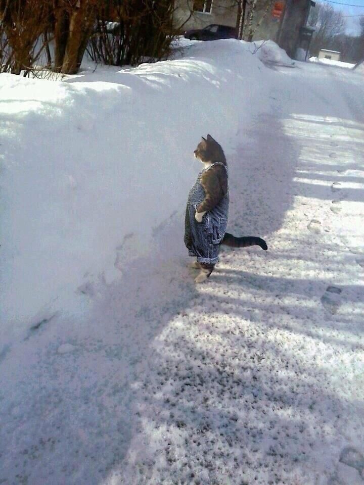 High Quality Snow-Cat Blank Meme Template