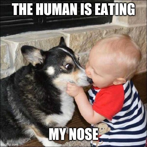 EEWWW | THE HUMAN IS EATING; MY NOSE | image tagged in dogs,kids | made w/ Imgflip meme maker