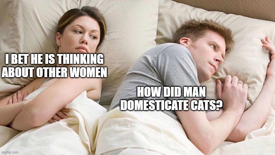 I bet he is thinking! | I BET HE IS THINKING ABOUT OTHER WOMEN; HOW DID MAN DOMESTICATE CATS? | image tagged in i bet he's thinking about other women | made w/ Imgflip meme maker