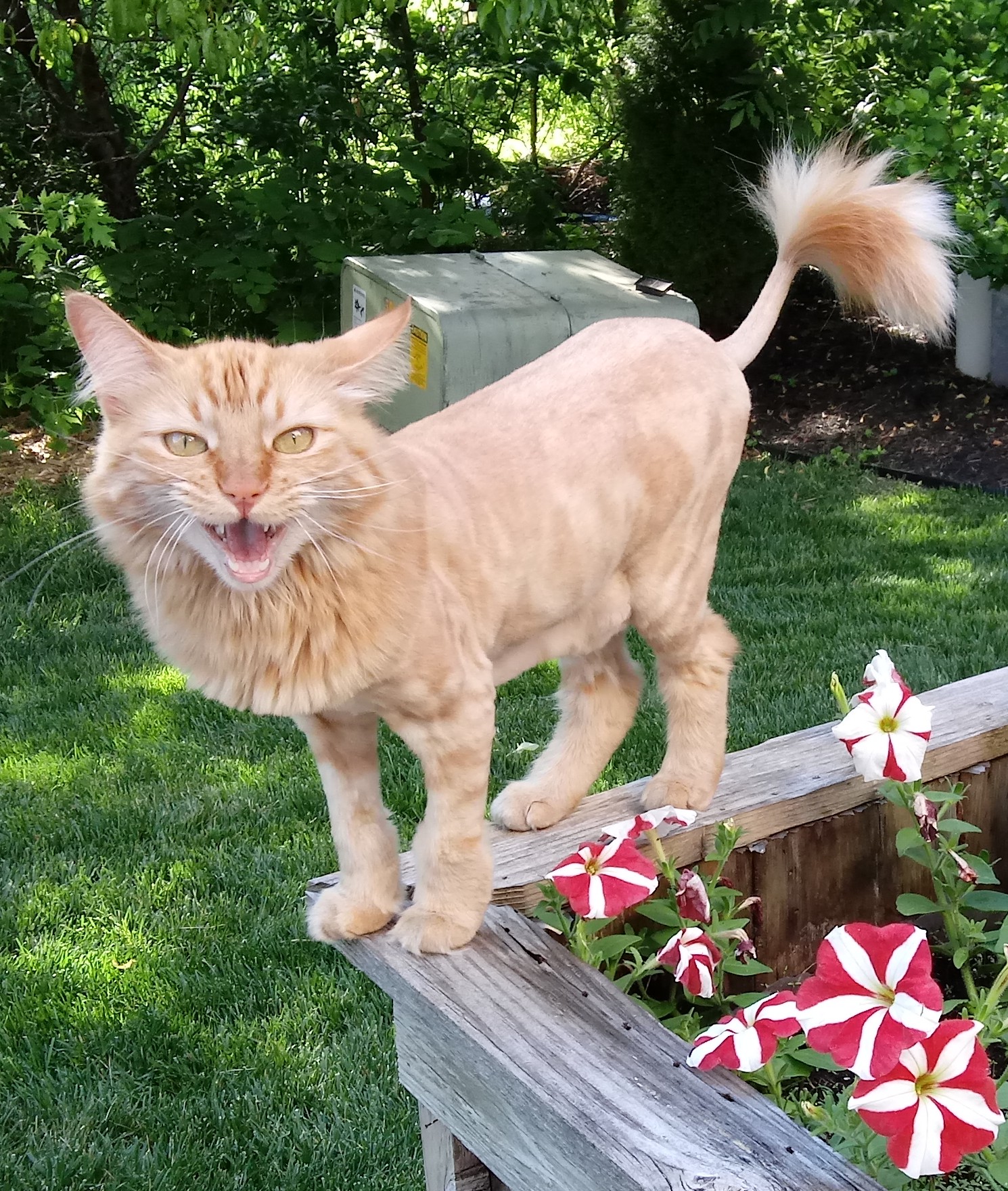 High Quality Cat Lion named Pumpkin Blank Meme Template