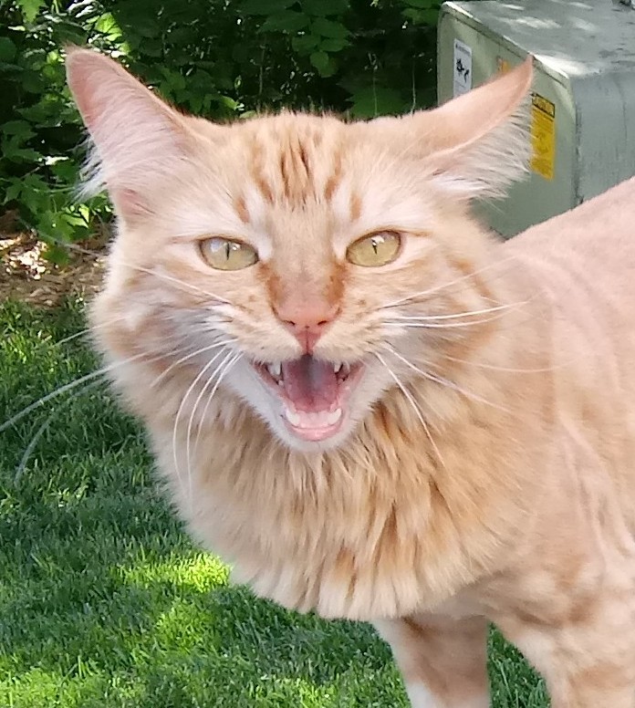 Cat Lion named Pumpkin Blank Meme Template