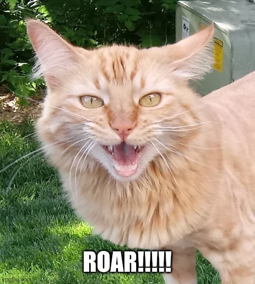 Cat Lion named Pumpkin | ROAR!!!!! | image tagged in cat lion named pumpkin | made w/ Imgflip meme maker