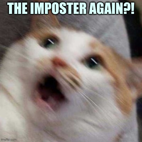 Oh no Cat | THE IMPOSTER AGAIN?! | image tagged in oh no cat | made w/ Imgflip meme maker