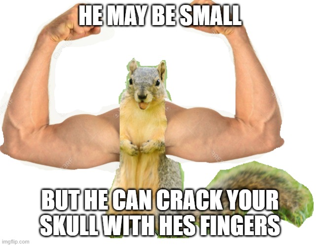 buff squirrle | HE MAY BE SMALL; BUT HE CAN CRACK YOUR SKULL WITH HES FINGERS | image tagged in buff,cute | made w/ Imgflip meme maker