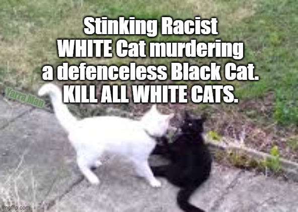 Racist Cat | Stinking Racist WHITE Cat murdering a defenceless Black Cat.
KILL ALL WHITE CATS. Yarra Man | image tagged in racist cat | made w/ Imgflip meme maker
