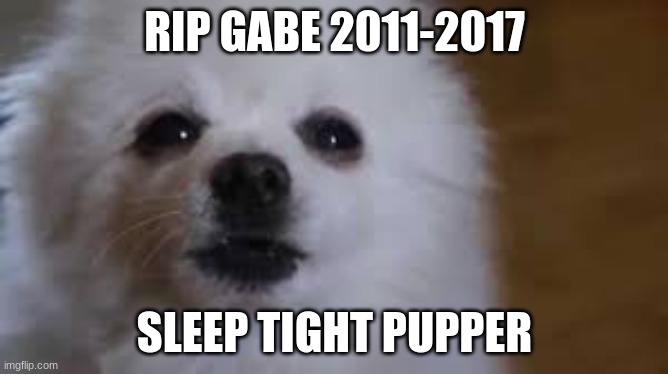gabe | RIP GABE 2011-2017; SLEEP TIGHT PUPPER | image tagged in gabe the dog | made w/ Imgflip meme maker