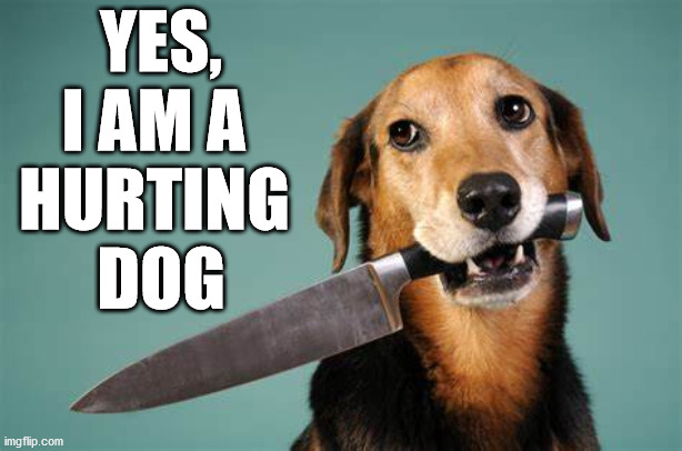 Not a herding dog | YES, I AM A 
HURTING 
DOG | image tagged in hurt | made w/ Imgflip meme maker