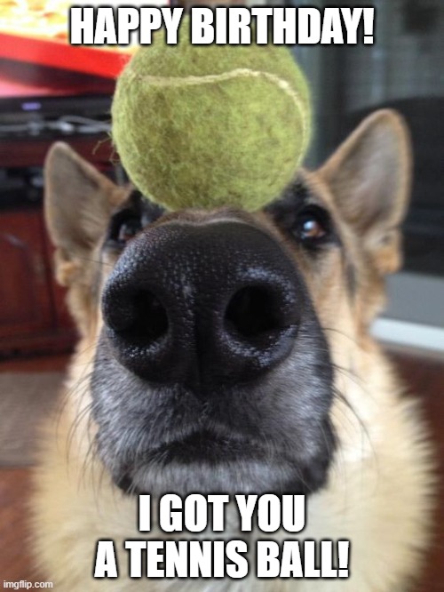 G-Shep Birthday |  HAPPY BIRTHDAY! I GOT YOU A TENNIS BALL! | image tagged in birthday dog | made w/ Imgflip meme maker