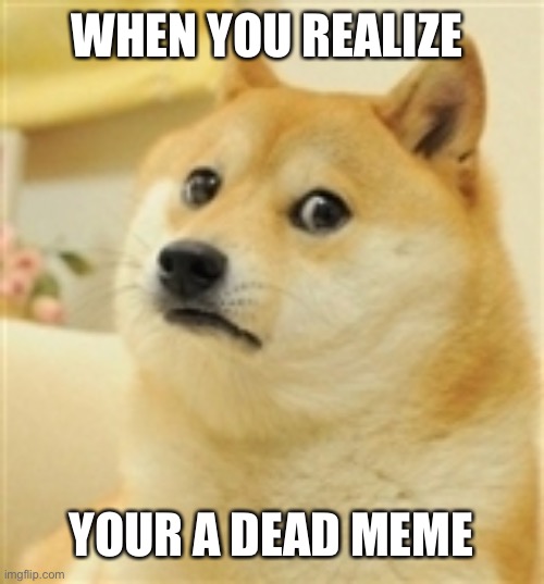 Sad Doge | WHEN YOU REALIZE; YOUR A DEAD MEME | image tagged in sad doge | made w/ Imgflip meme maker