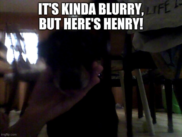 my dog henry, hence my first username henryfatto | IT'S KINDA BLURRY, BUT HERE'S HENRY! | image tagged in the real henryfatto,dogs,henry,my dog,dog reveal | made w/ Imgflip meme maker