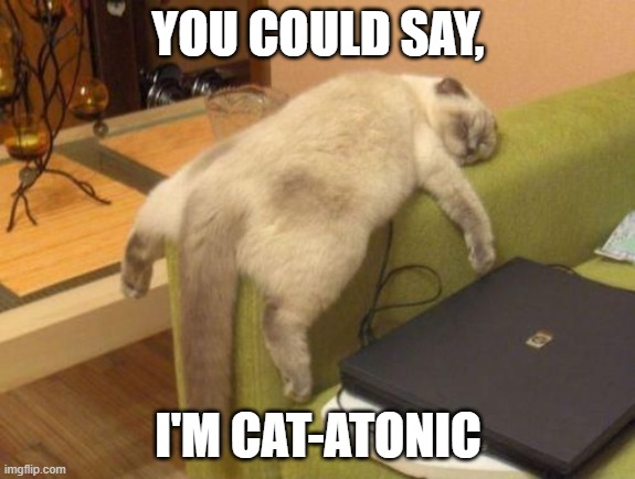 Cat sleeping | YOU COULD SAY, I'M CAT-ATONIC | image tagged in cat sleeping | made w/ Imgflip meme maker