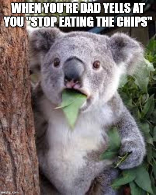 Stop eating chips | WHEN YOU'RE DAD YELLS AT YOU "STOP EATING THE CHIPS" | image tagged in surprised koala | made w/ Imgflip meme maker