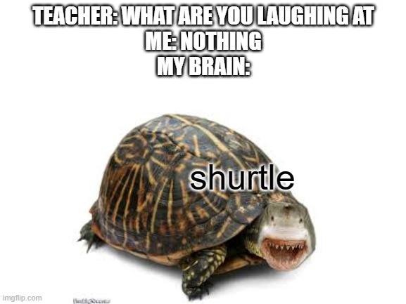 shark and turtle | TEACHER: WHAT ARE YOU LAUGHING AT
ME: NOTHING
MY BRAIN:; shurtle | image tagged in memes,shurtle,funny,shark,turtle | made w/ Imgflip meme maker