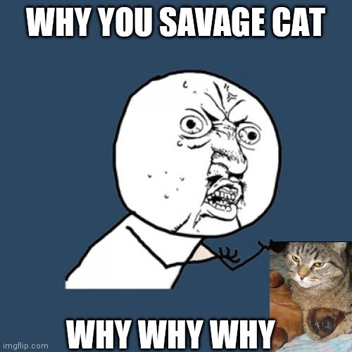 Y U No | WHY YOU SAVAGE CAT; WHY WHY WHY | image tagged in memes,y u no | made w/ Imgflip meme maker