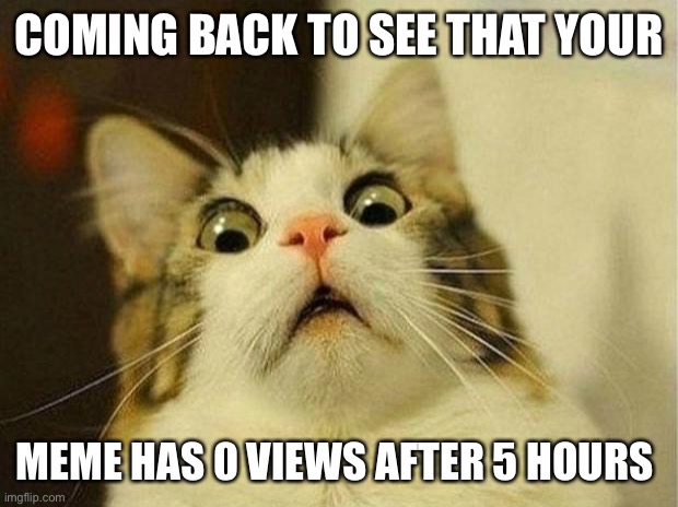 Scared Cat Meme |  COMING BACK TO SEE THAT YOUR; MEME HAS 0 VIEWS AFTER 5 HOURS | image tagged in memes,scared cat | made w/ Imgflip meme maker