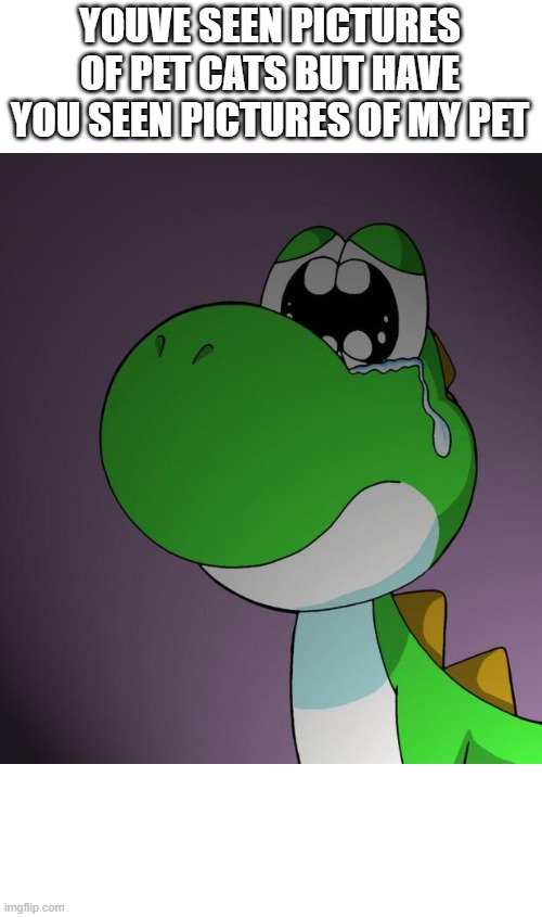 Sad Yoshi | YOUVE SEEN PICTURES OF PET CATS BUT HAVE YOU SEEN PICTURES OF MY PET | image tagged in sad yoshi | made w/ Imgflip meme maker