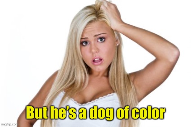 Dumb Blonde | But he’s a dog of color | image tagged in dumb blonde | made w/ Imgflip meme maker