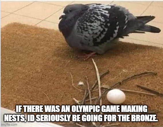 IF THERE WAS AN OLYMPIC GAME MAKING NESTS, ID SERIOUSLY BE GOING FOR THE BRONZE. | image tagged in pigeon | made w/ Imgflip meme maker
