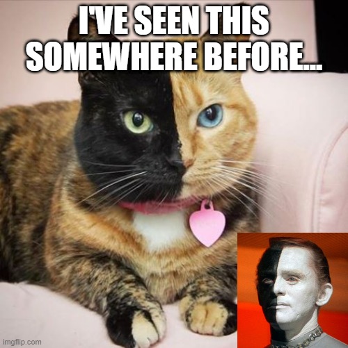 Star Trek Cat | I'VE SEEN THIS SOMEWHERE BEFORE... | image tagged in cats | made w/ Imgflip meme maker