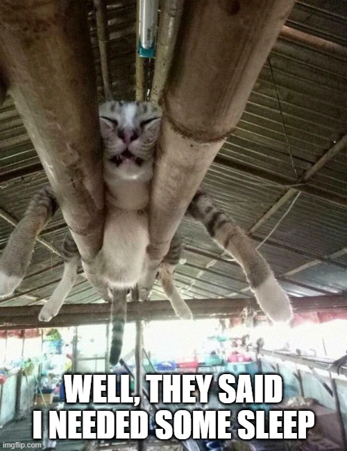 Tired Cat | WELL, THEY SAID I NEEDED SOME SLEEP | image tagged in funny cat | made w/ Imgflip meme maker
