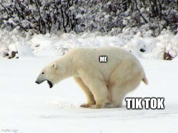 Polar Bear Shits in the Snow | ME; TIK TOK | image tagged in polar bear shits in the snow | made w/ Imgflip meme maker