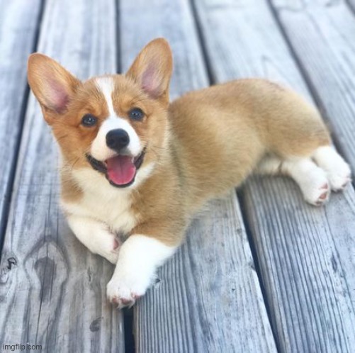 Happy corgi (laying) | image tagged in happy corgi laying | made w/ Imgflip meme maker