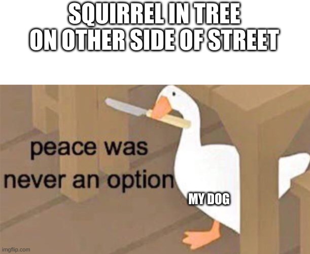 Untitled Goose Peace Was Never an Option | SQUIRREL IN TREE ON OTHER SIDE OF STREET; MY DOG | image tagged in untitled goose peace was never an option | made w/ Imgflip meme maker