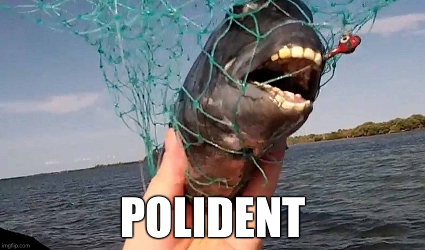 Freaky Fish | POLIDENT | image tagged in freaky fish | made w/ Imgflip meme maker