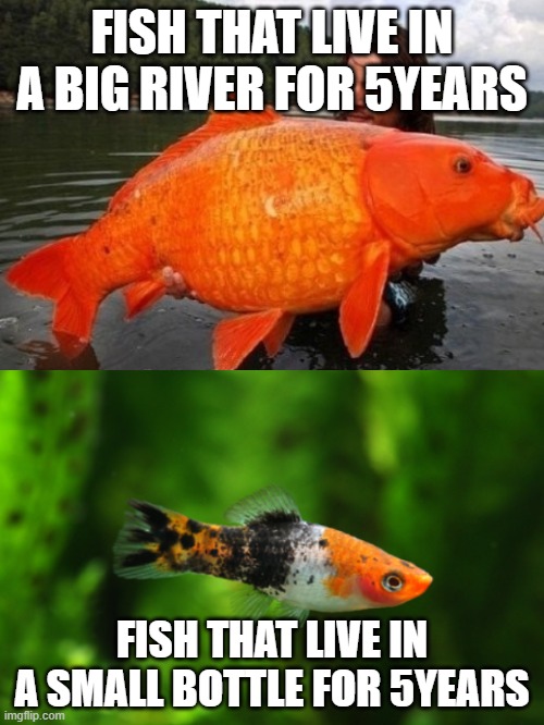 fish | FISH THAT LIVE IN A BIG RIVER FOR 5YEARS; FISH THAT LIVE IN A SMALL BOTTLE FOR 5YEARS | image tagged in memes,fish | made w/ Imgflip meme maker