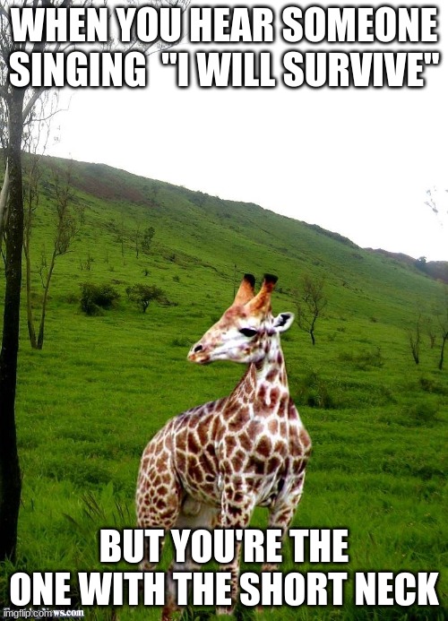 Giraffe | WHEN YOU HEAR SOMEONE SINGING  "I WILL SURVIVE"; BUT YOU'RE THE ONE WITH THE SHORT NECK | image tagged in giraffe | made w/ Imgflip meme maker